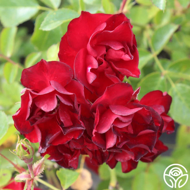 Ruby Meidiland® 2 Ruby Meidiland® - Image 2