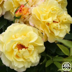 Rugelda -RoseLuxe Shop rugelda logo 01