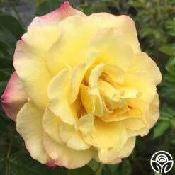 Rugelda -RoseLuxe Shop rugelda logo 02