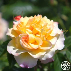 Rugelda -RoseLuxe Shop rugelda logo 05