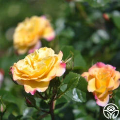 Rugelda -RoseLuxe Shop rugelda logo 06