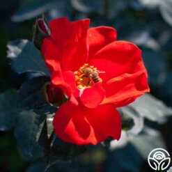 Sarabande® -RoseLuxe Shop sarabande 2 1