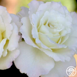 Saratoga -RoseLuxe Shop saratoga 1 1 2