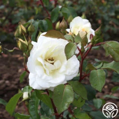 Saratoga -RoseLuxe Shop saratoga 4