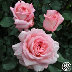 Best Seller -RoseLuxe Shop savannah 1