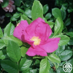 Scabrosa -RoseLuxe Shop scabrosa logo 01