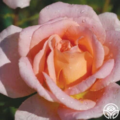 Scent-Sation -RoseLuxe Shop scent sation 3 2 1