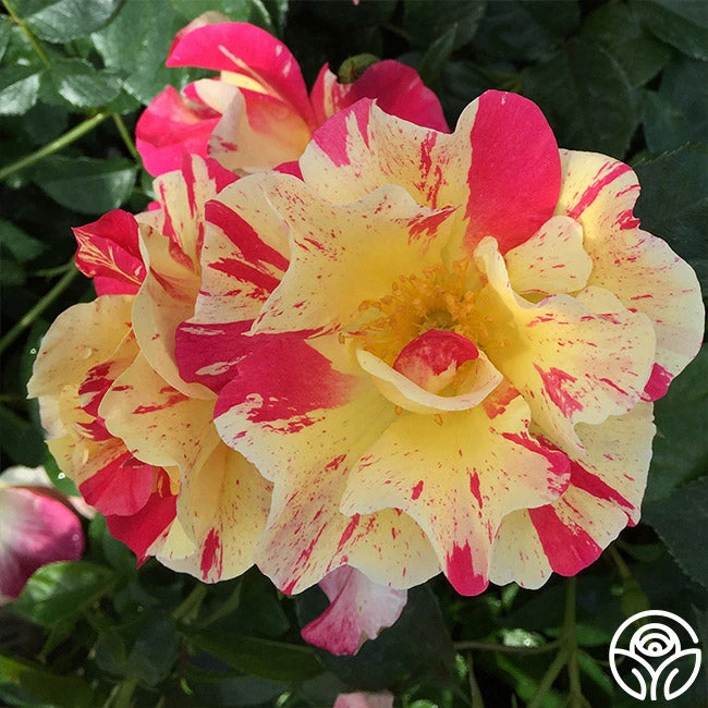 School Spirit 2 School Spirit - Image 2