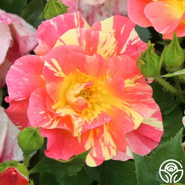 School Spirit 3 School Spirit - Image 3