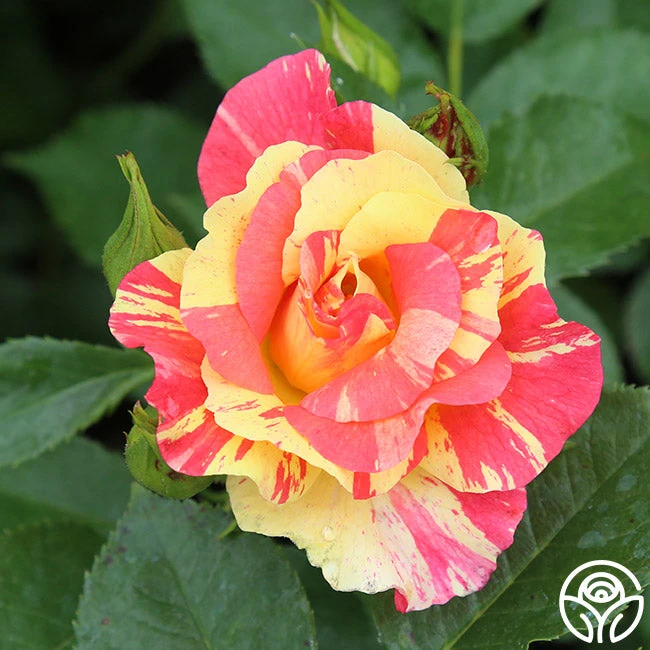 School Spirit 4 School Spirit - Image 4