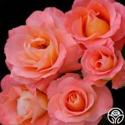 Sea Pearl -RoseLuxe Shop sea pearl 1 4