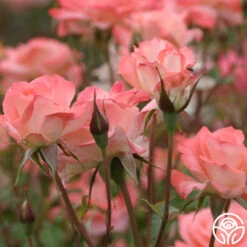 Sea Pearl -RoseLuxe Shop sea pearl 4