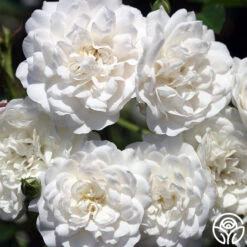 Seafoam 13 Seafoam -RoseLuxe Shop seafoam 1 2