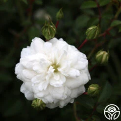 Seafoam 17 Seafoam -RoseLuxe Shop seafoam 3 2 1