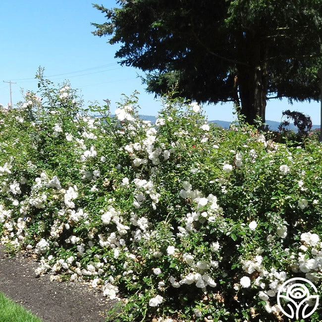 Seafoam 8 Seafoam - Image 8