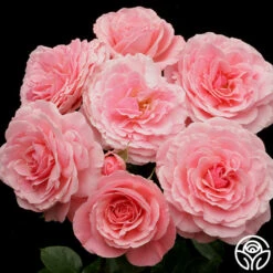 Sexy Rexy® 17 Sexy Rexy® -RoseLuxe Shop sexy rexy 5 8