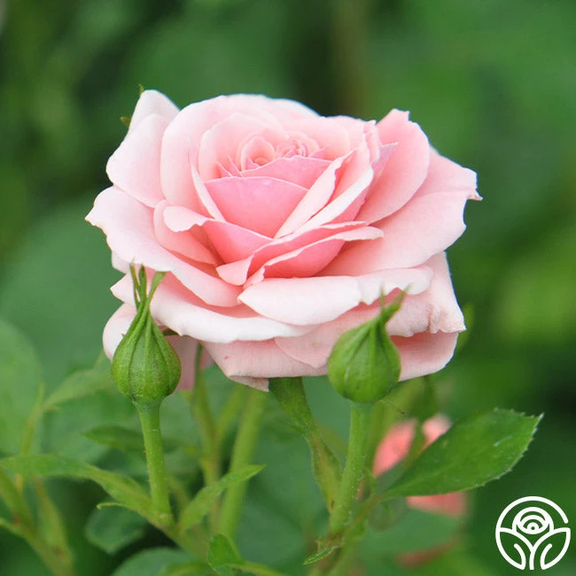 Sexy Rexy® 10 Sexy Rexy® - Image 10