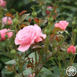 Sexy Rexy® 23 Sexy Rexy® -RoseLuxe Shop sexy rexy 8 7