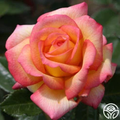 Sheila's Perfume -RoseLuxe Shop sheilas perfume 1