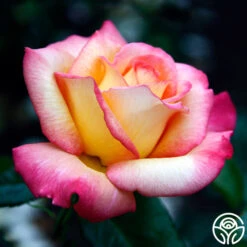 Sheila's Perfume -RoseLuxe Shop sheilas perfume 2