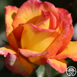 Sheila's Perfume -RoseLuxe Shop sheilas perfume 3