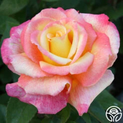 Sheila's Perfume -RoseLuxe Shop sheilas perfume 4