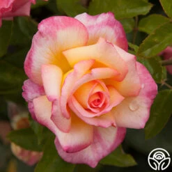 Sheila's Perfume -RoseLuxe Shop sheilas perfume 5