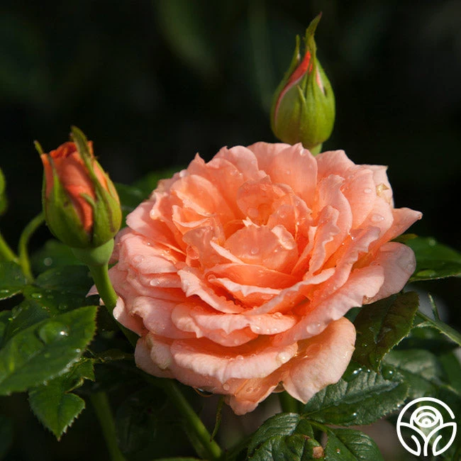 Shining Light™ 2 Shining Light™ - Image 2