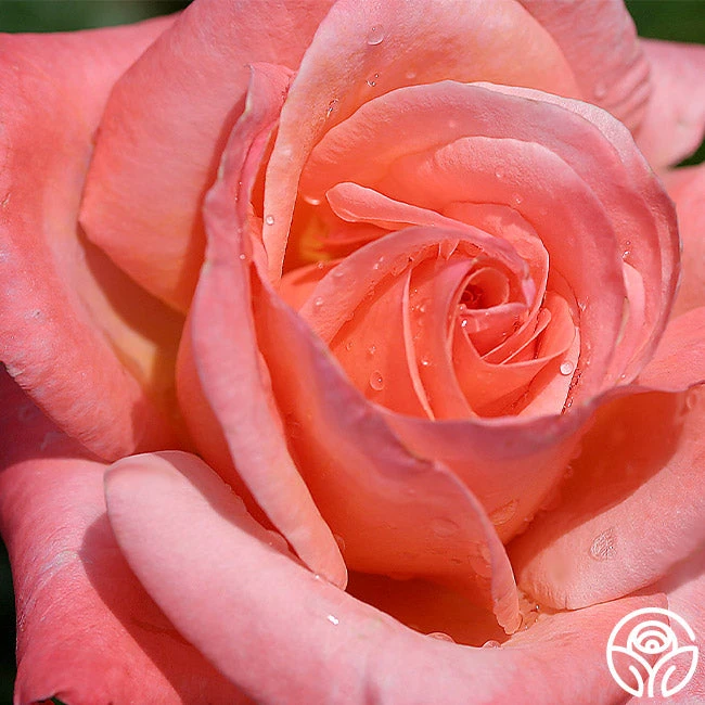 Silver Jubilee® 1 Silver Jubilee®