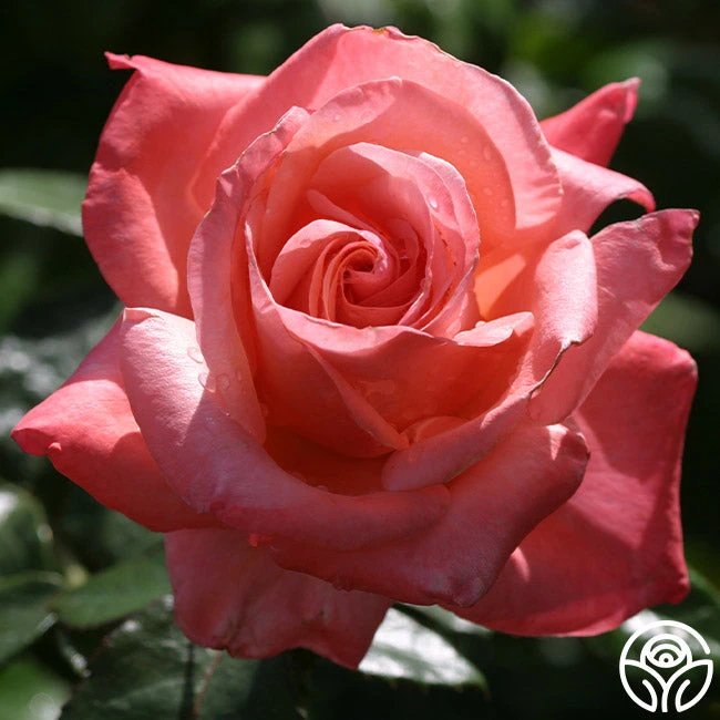 Silver Jubilee® 2 Silver Jubilee® - Image 2