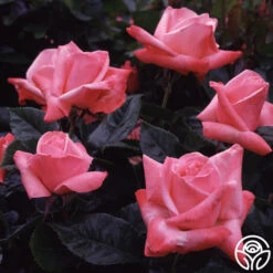 Silver Jubilee® 7 Silver Jubilee® -RoseLuxe Shop silver jubilee 5 8