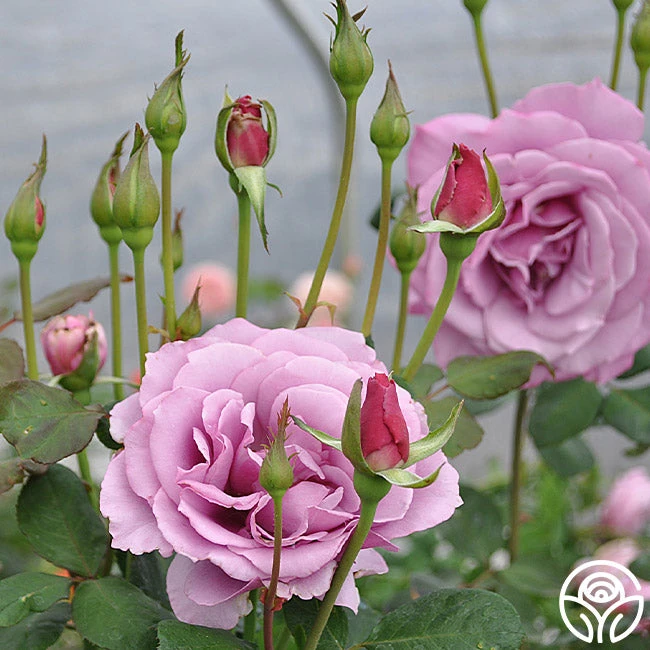 Silver Star ™ 2 Silver Star ™ - Image 2