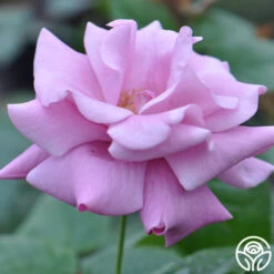 Singin' The Blues -RoseLuxe Shop singin the blues 2 1