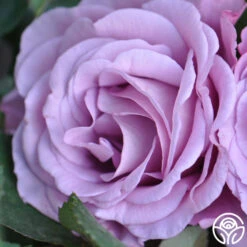 Singin' The Blues -RoseLuxe Shop singin the blues 4 1