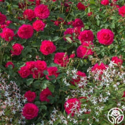 Sir John Betjeman -RoseLuxe Shop sir john betjeman 12