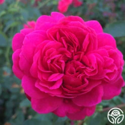 Sir John Betjeman -RoseLuxe Shop sir john betjeman 13