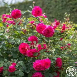 Sir John Betjeman -RoseLuxe Shop sir john betjeman 14