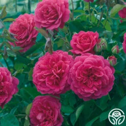 Sir John Betjeman -RoseLuxe Shop sir john betjeman 15