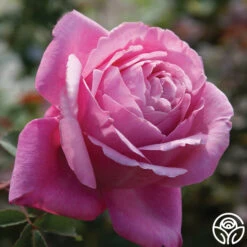 Sister Emmanuelle™ -RoseLuxe Shop sister emmanuelle 3 2