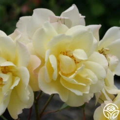 Sky's The Limit™ -RoseLuxe Shop skys the limit logo 03