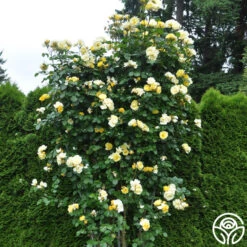 Sky's The Limit™ -RoseLuxe Shop skys the limit logo 05