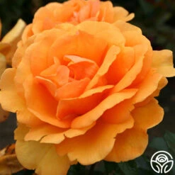 Sunbelt® South Africa® -RoseLuxe Shop south africa 2 1