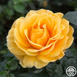 St. Tropez 8 St. Tropez -RoseLuxe Shop st tropez