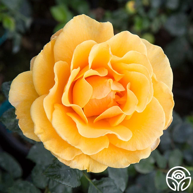 St. Tropez 5 St. Tropez - Image 5