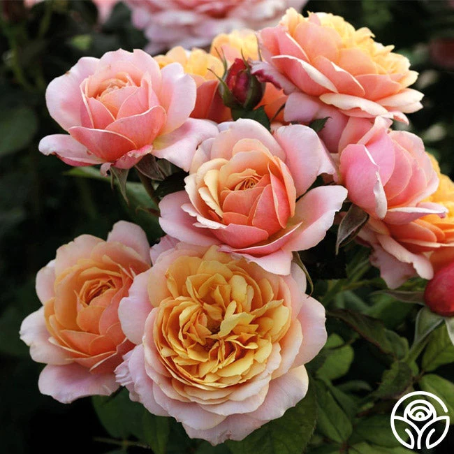 State Of Grace™ 1 State Of Grace™