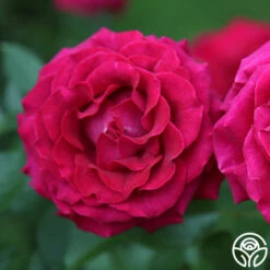 Stiletto™ -RoseLuxe Shop stiletto 2 copy