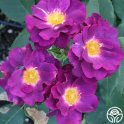 Stormy Weather™ -RoseLuxe Shop stormy weather logo 02