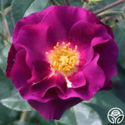 Stormy Weather™ -RoseLuxe Shop stormy weather logo 03