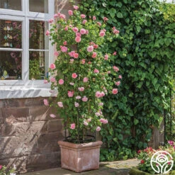 Strawberry Hill ® -RoseLuxe Shop strawberry hill 7 1