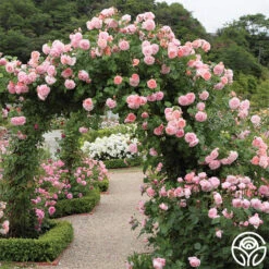 Strawberry Hill ® -RoseLuxe Shop strawberry hill 8 1